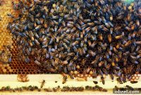 Meet Minnesota Honey Producers at the State Fair
