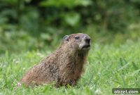 Over 30 Groundhog Recipes for Wild Game Cooking