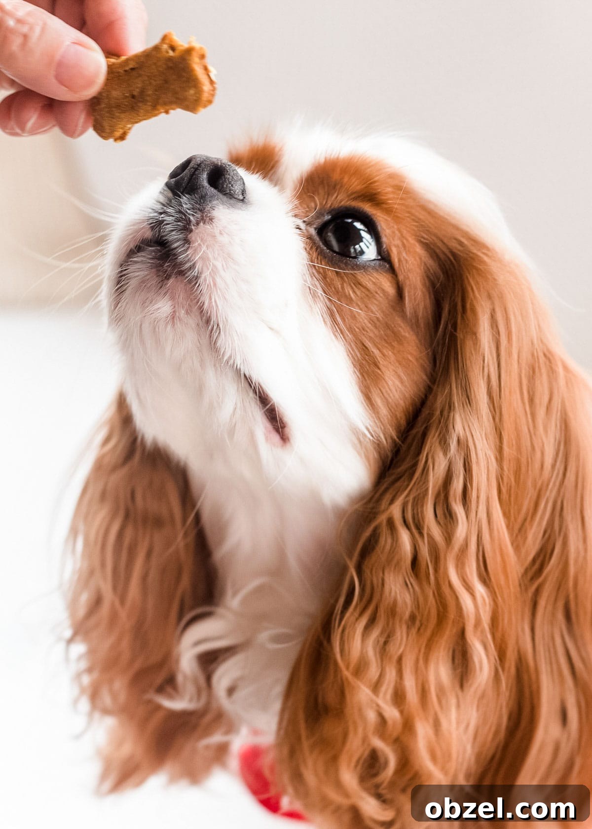 Homemade Pumpkin, Apple & Oat Dog Treats 3 Toby, 4-year-old Cavalier King Charles Spaniel, sniffing a pumpkin dog treat