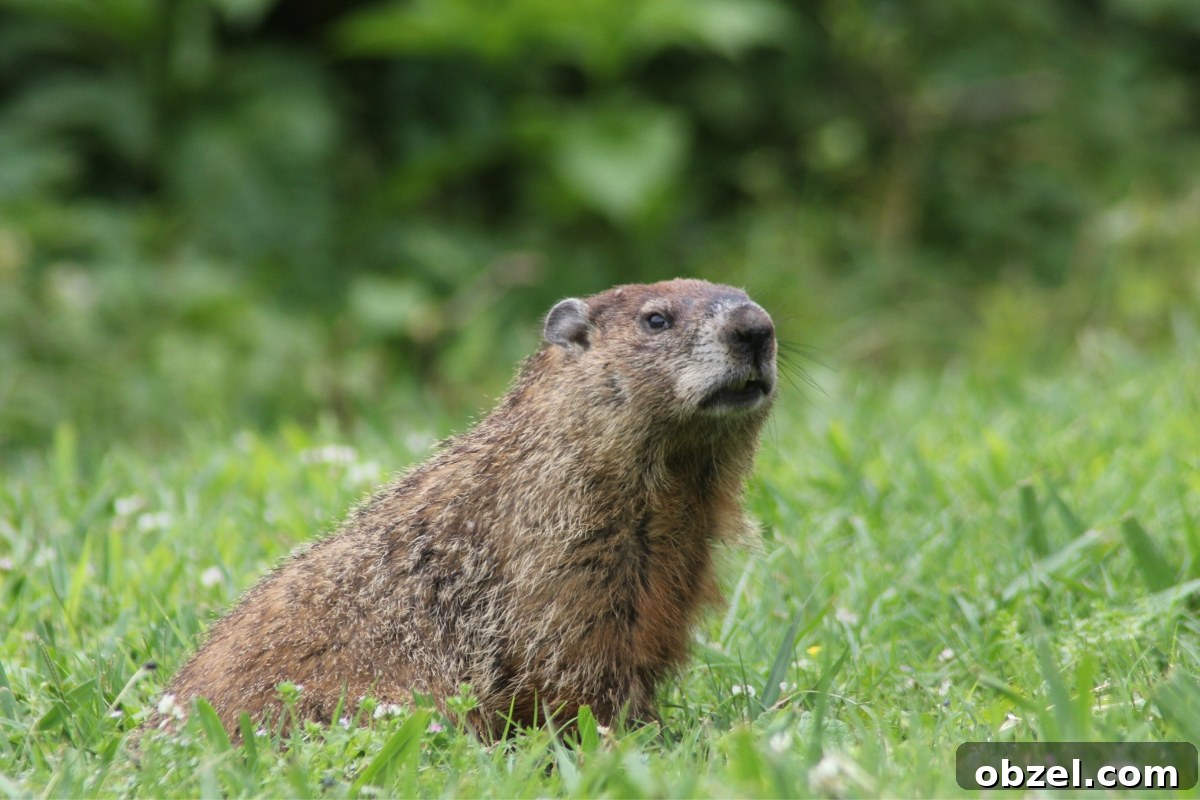 Over 30 Groundhog Recipes for Wild Game Cooking 2 Groundhog Recipes