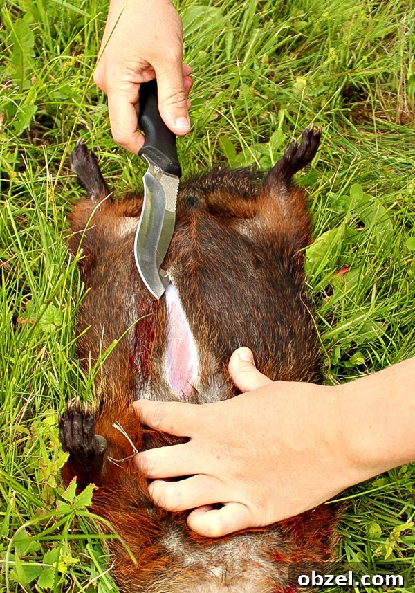 Over 30 Groundhog Recipes for Wild Game Cooking 3 How to Butcher a Groundhog (Woodchuck)