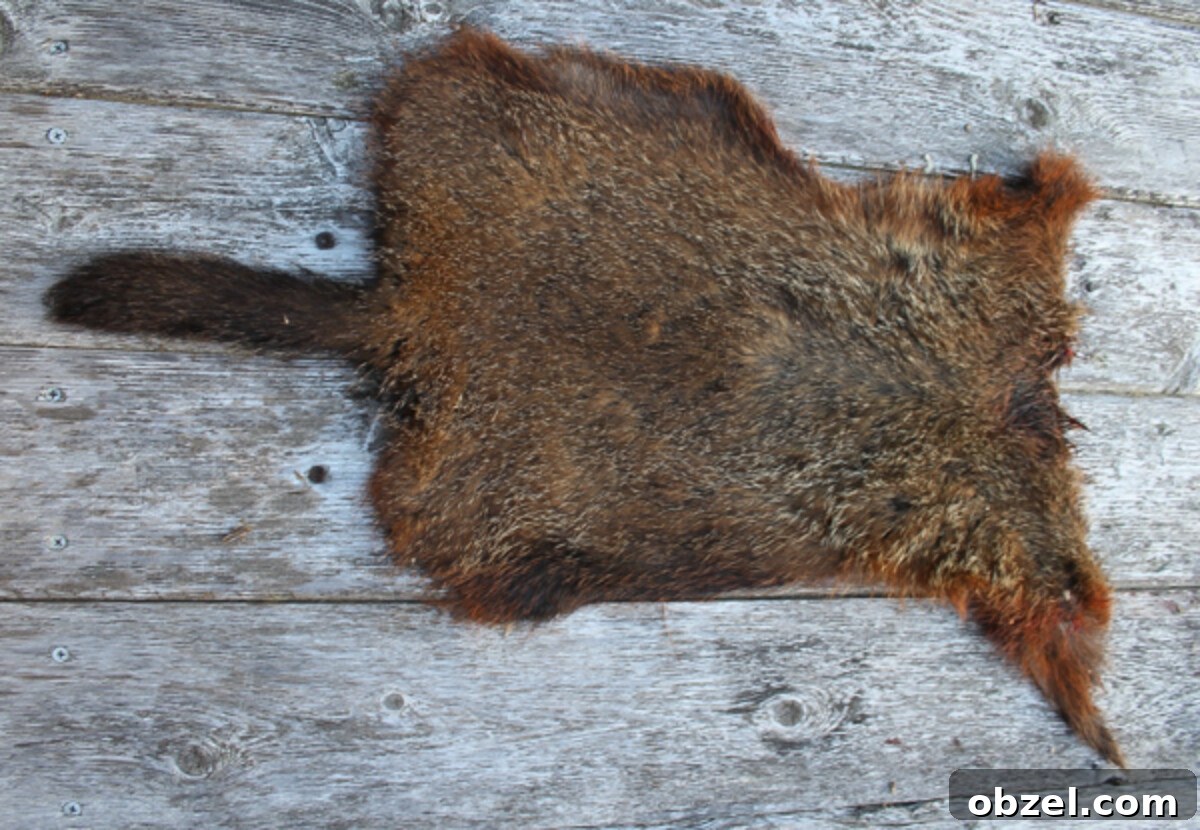 Over 30 Groundhog Recipes for Wild Game Cooking 4 How to Butcher a Groundhog (Woodchuck)