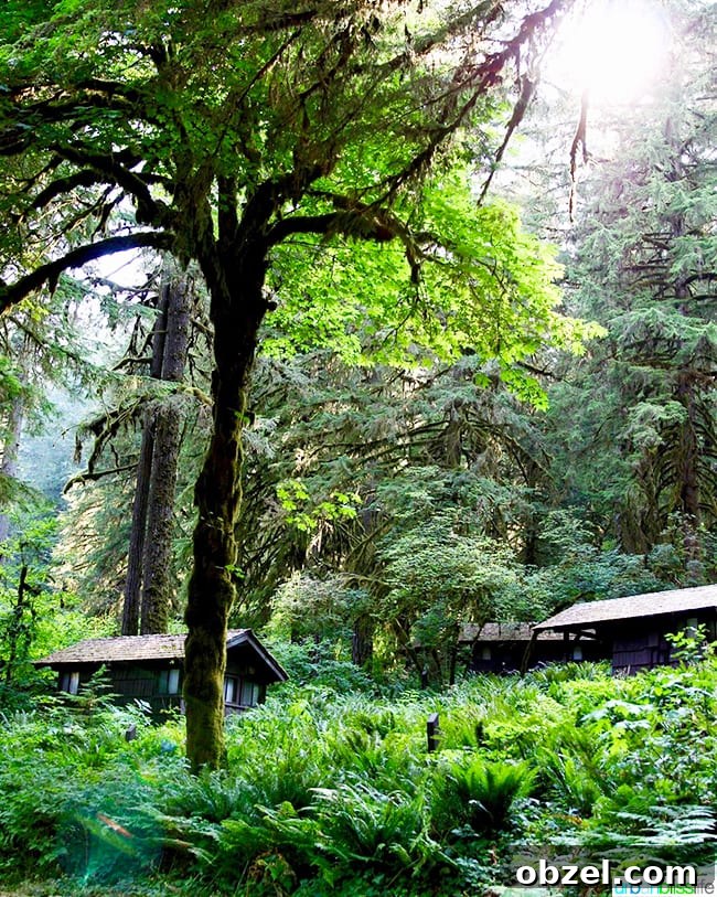 Silver Falls Lodge Cabin Camping in Oregon 2 Cabin camping in Oregon: Silver Falls Lodge cabins in forest