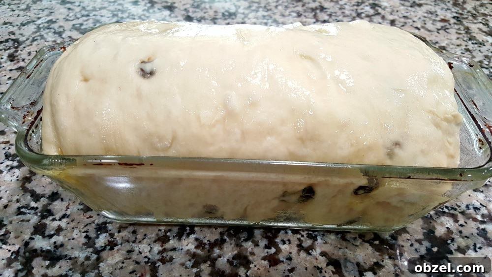 Cinnamon Raisin Swirl Bread Recipe 8 Cinnamon raisin bread dough risen in a loaf pan.